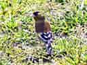鳥類図鑑・カワラヒワの写真 7